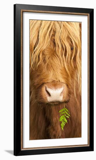 Head Portrait Of Highland Cow, Scotland, With Tiny Frond Of Bracken At Corner Of Mouth, UK-Niall Benvie-Framed Photographic Print