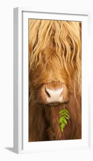 Head Portrait Of Highland Cow, Scotland, With Tiny Frond Of Bracken At Corner Of Mouth, UK-Niall Benvie-Framed Photographic Print