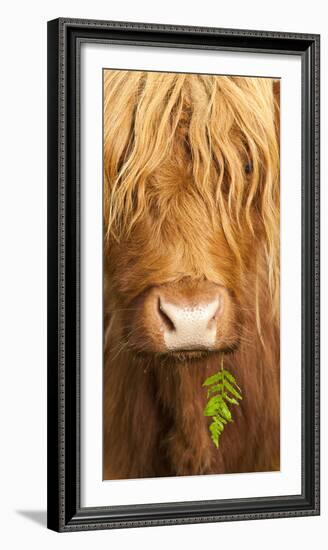 Head Portrait Of Highland Cow, Scotland, With Tiny Frond Of Bracken At Corner Of Mouth, UK-Niall Benvie-Framed Photographic Print