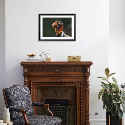 Stock photo of Head portrait of King vulture (Sarcoramphus papa) calling in  the rain. Available for sale on