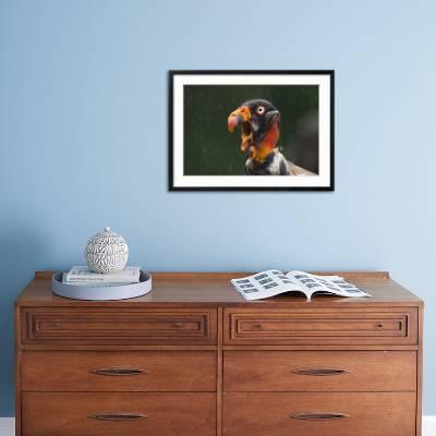 Stock photo of Head portrait of King vulture (Sarcoramphus papa) calling in  the rain. Available for sale on