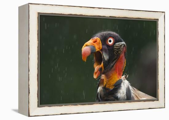 Head Portrait Of King Vulture (Sarcoramphus Papa) Calling In The Rain, Santa Rita, Costa Rica-Bence Mate-Framed Premier Image Canvas