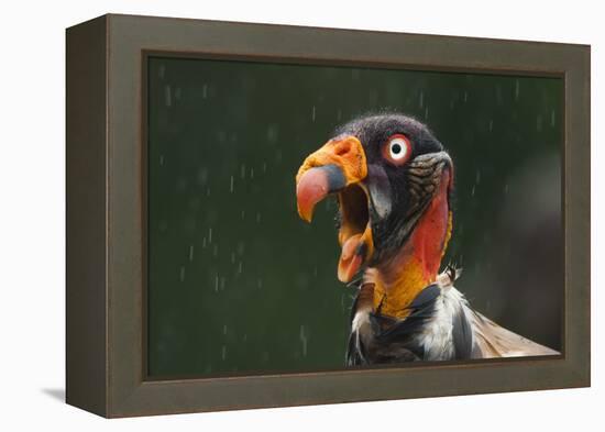 Head Portrait Of King Vulture (Sarcoramphus Papa) Calling In The Rain, Santa Rita, Costa Rica-Bence Mate-Framed Premier Image Canvas