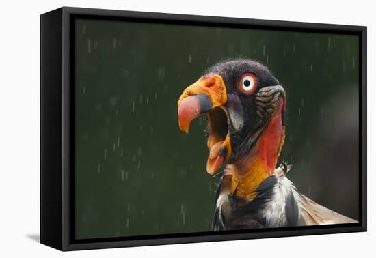Head Portrait Of King Vulture (Sarcoramphus Papa) Calling In The Rain, Santa Rita, Costa Rica-Bence Mate-Framed Premier Image Canvas