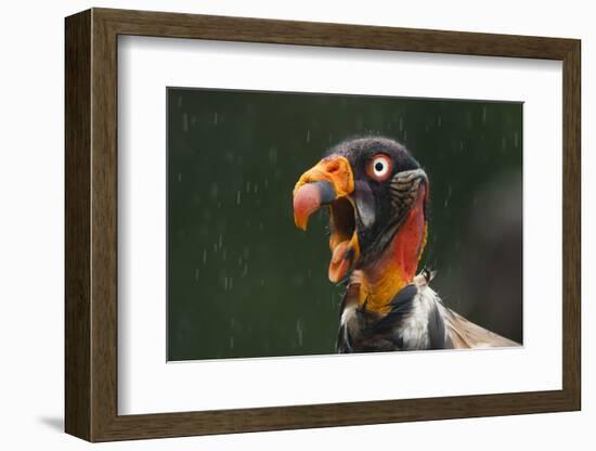 Head Portrait Of King Vulture (Sarcoramphus Papa) Calling In The Rain, Santa Rita, Costa Rica-Bence Mate-Framed Photographic Print