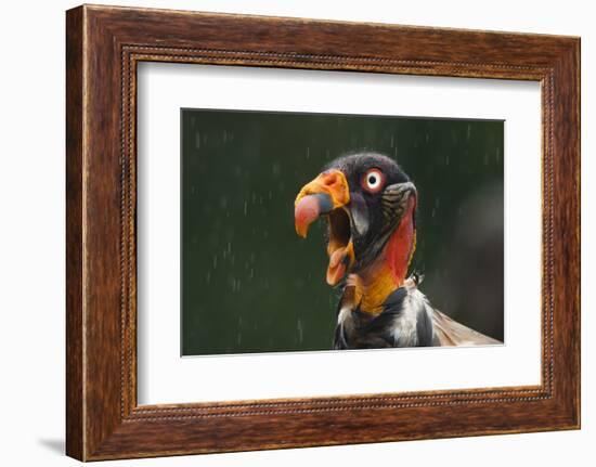 Head Portrait Of King Vulture (Sarcoramphus Papa) Calling In The Rain, Santa Rita, Costa Rica-Bence Mate-Framed Photographic Print