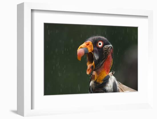 Head Portrait Of King Vulture (Sarcoramphus Papa) Calling In The Rain, Santa Rita, Costa Rica-Bence Mate-Framed Photographic Print