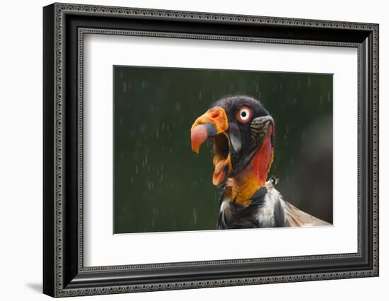 Head Portrait Of King Vulture (Sarcoramphus Papa) Calling In The Rain, Santa Rita, Costa Rica-Bence Mate-Framed Photographic Print