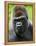 Head Portrait of Male Silverback Western Lowland Gorilla Captive, France-Eric Baccega-Framed Premier Image Canvas