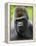 Head Portrait of Male Silverback Western Lowland Gorilla Captive, France-Eric Baccega-Framed Premier Image Canvas