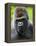 Head Portrait of Male Silverback Western Lowland Gorilla Captive, France-Eric Baccega-Framed Premier Image Canvas