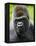 Head Portrait of Male Silverback Western Lowland Gorilla Captive, France-Eric Baccega-Framed Premier Image Canvas