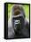 Head Portrait of Male Silverback Western Lowland Gorilla Captive, France-Eric Baccega-Framed Premier Image Canvas