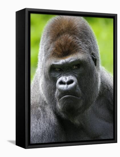 Head Portrait of Male Silverback Western Lowland Gorilla Captive, France-Eric Baccega-Framed Premier Image Canvas