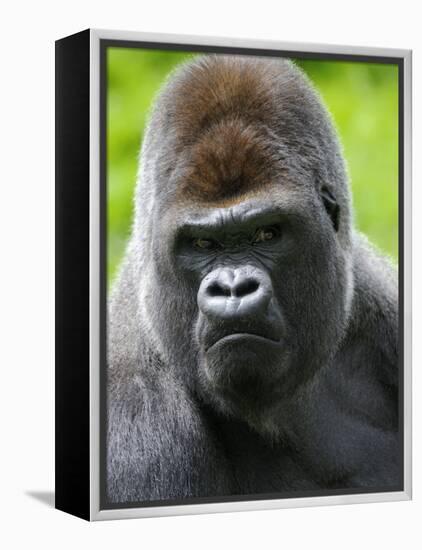 Head Portrait of Male Silverback Western Lowland Gorilla Captive, France-Eric Baccega-Framed Premier Image Canvas