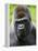 Head Portrait of Male Silverback Western Lowland Gorilla Captive, France-Eric Baccega-Framed Premier Image Canvas