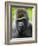 Head Portrait of Male Silverback Western Lowland Gorilla Captive, France-Eric Baccega-Framed Photographic Print