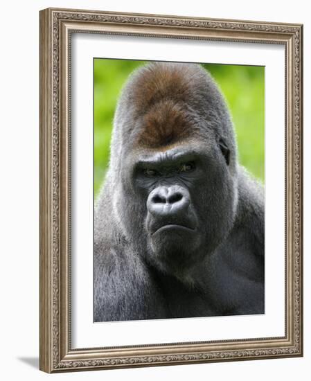 Head Portrait of Male Silverback Western Lowland Gorilla Captive, France-Eric Baccega-Framed Photographic Print