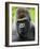 Head Portrait of Male Silverback Western Lowland Gorilla Captive, France-Eric Baccega-Framed Photographic Print