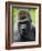 Head Portrait of Male Silverback Western Lowland Gorilla Captive, France-Eric Baccega-Framed Photographic Print