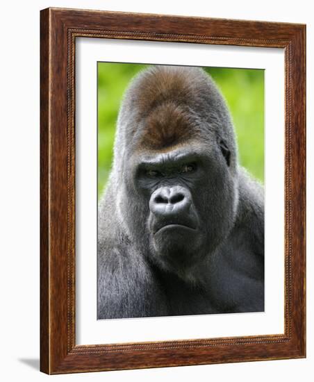 Head Portrait of Male Silverback Western Lowland Gorilla Captive, France-Eric Baccega-Framed Photographic Print