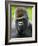 Head Portrait of Male Silverback Western Lowland Gorilla Captive, France-Eric Baccega-Framed Photographic Print