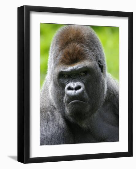 Head Portrait of Male Silverback Western Lowland Gorilla Captive, France-Eric Baccega-Framed Photographic Print