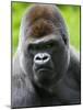 Head Portrait of Male Silverback Western Lowland Gorilla Captive, France-Eric Baccega-Mounted Photographic Print