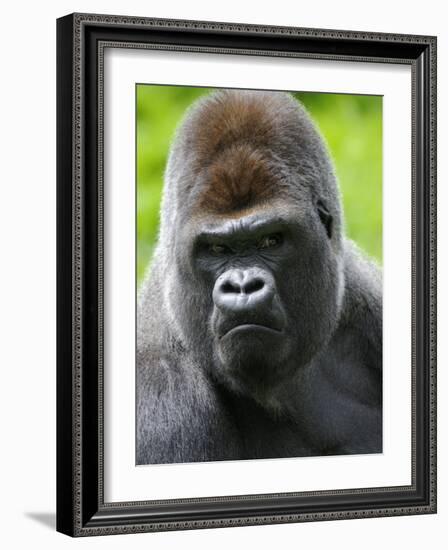 Head Portrait of Male Silverback Western Lowland Gorilla Captive, France-Eric Baccega-Framed Photographic Print