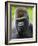 Head Portrait of Male Silverback Western Lowland Gorilla Captive, France-Eric Baccega-Framed Photographic Print