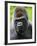 Head Portrait of Male Silverback Western Lowland Gorilla Captive, France-Eric Baccega-Framed Photographic Print