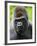 Head Portrait of Male Silverback Western Lowland Gorilla Captive, France-Eric Baccega-Framed Photographic Print