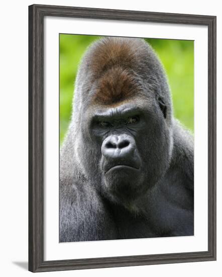 Head Portrait of Male Silverback Western Lowland Gorilla Captive, France-Eric Baccega-Framed Photographic Print