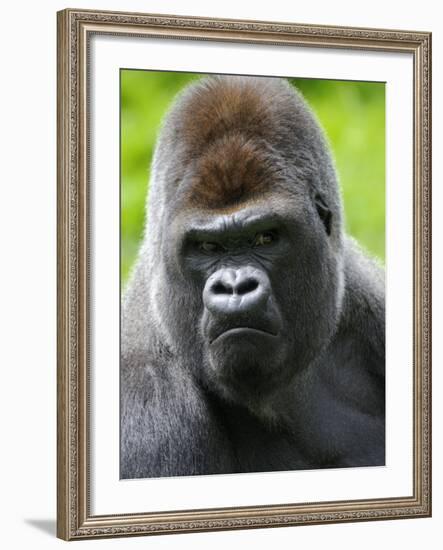 Head Portrait of Male Silverback Western Lowland Gorilla Captive, France-Eric Baccega-Framed Photographic Print