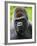 Head Portrait of Male Silverback Western Lowland Gorilla Captive, France-Eric Baccega-Framed Photographic Print