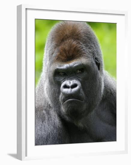 Head Portrait of Male Silverback Western Lowland Gorilla Captive, France-Eric Baccega-Framed Photographic Print