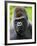 Head Portrait of Male Silverback Western Lowland Gorilla Captive, France-Eric Baccega-Framed Photographic Print