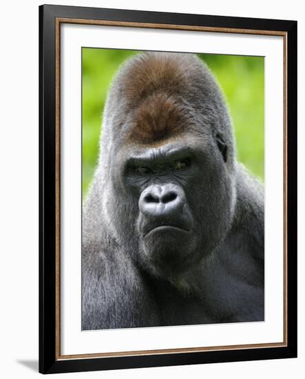 Head Portrait of Male Silverback Western Lowland Gorilla Captive, France-Eric Baccega-Framed Photographic Print