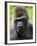 Head Portrait of Male Silverback Western Lowland Gorilla Captive, France-Eric Baccega-Framed Photographic Print