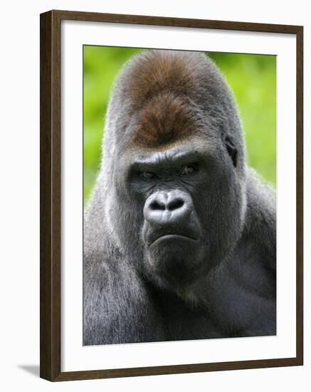 Head Portrait of Male Silverback Western Lowland Gorilla Captive, France-Eric Baccega-Framed Photographic Print