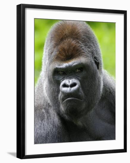 Head Portrait of Male Silverback Western Lowland Gorilla Captive, France-Eric Baccega-Framed Photographic Print