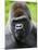 Head Portrait of Male Silverback Western Lowland Gorilla Captive, France-Eric Baccega-Mounted Photographic Print