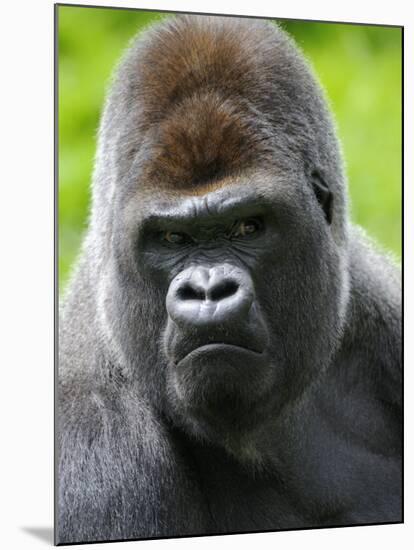 Head Portrait of Male Silverback Western Lowland Gorilla Captive, France-Eric Baccega-Mounted Photographic Print