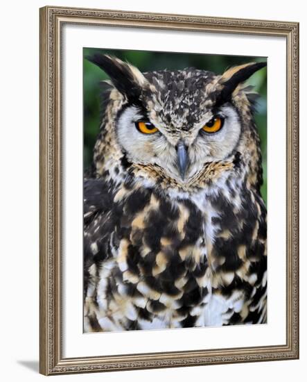 Head Portrait of Spotted Eagle-Owl Captive, France-Eric Baccega-Framed Photographic Print