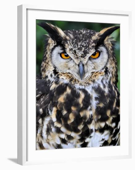 Head Portrait of Spotted Eagle-Owl Captive, France-Eric Baccega-Framed Photographic Print