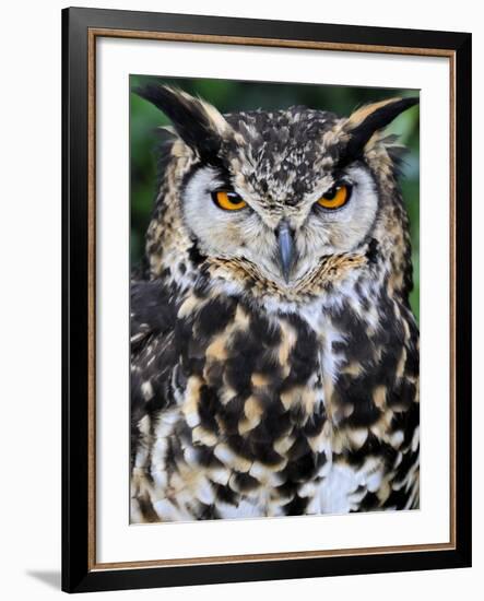 Head Portrait of Spotted Eagle-Owl Captive, France-Eric Baccega-Framed Photographic Print