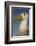 Head Portrait Of Waved Albatross (Phoebastria Irrorata) Punto Cevallos-Pete Oxford-Framed Photographic Print