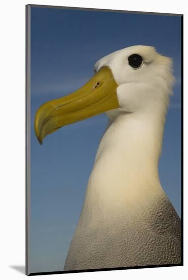 Head Portrait Of Waved Albatross (Phoebastria Irrorata) Punto Cevallos-Pete Oxford-Mounted Photographic Print