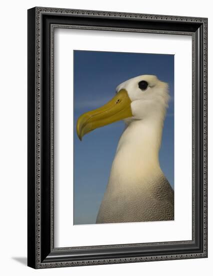 Head Portrait Of Waved Albatross (Phoebastria Irrorata) Punto Cevallos-Pete Oxford-Framed Photographic Print