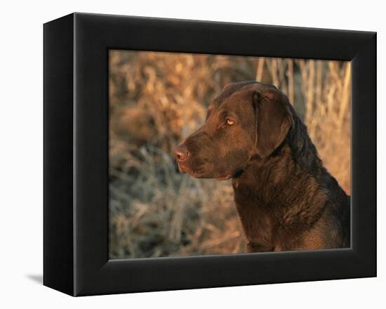 Head Profile Portrait of Chesapeake Bay Retriever, Wisconsin, USA-Lynn M. Stone-Framed Premier Image Canvas